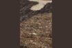 Miniatura Alfombra de lana marrón Briton 4