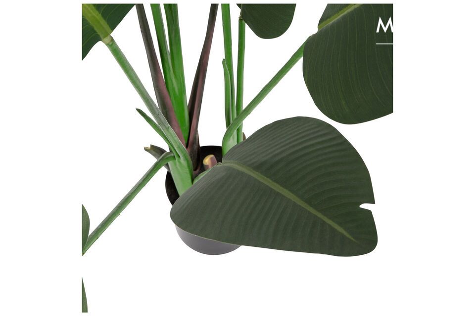 Strelitzia forma parte de una amplia colección de plantas artificiales sorprendentemente realistas
